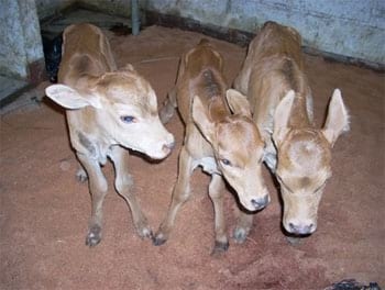 Vaca pare trillizos en Uraba - Image 1