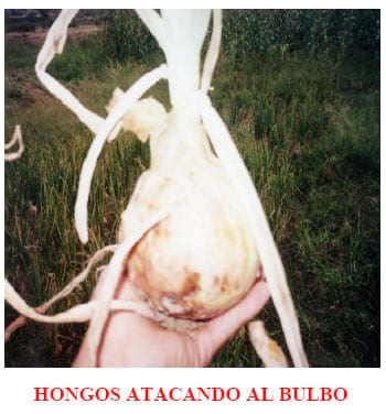 El cultivo de Cebolla - Image 1