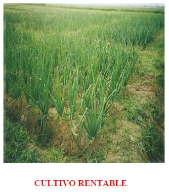 El cultivo de Cebolla - Image 2
