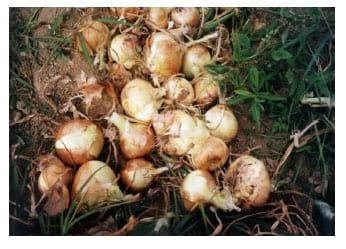 El cultivo de Cebolla - Image 3