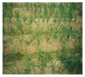 El cultivo de Cebolla - Image 4