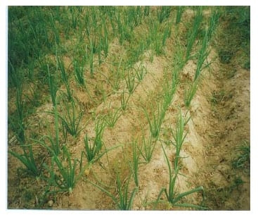 El cultivo de Cebolla - Image 5