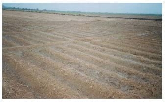 El cultivo de Cebolla - Image 6
