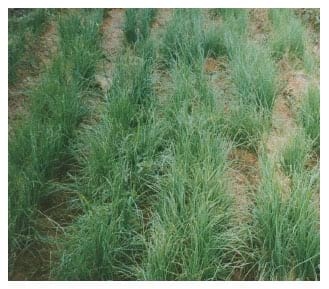 El cultivo de Cebolla - Image 7