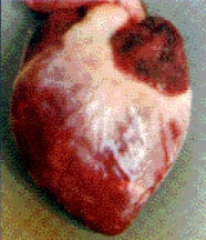 Manejo Sanitario del Hato Caprino - Image 1