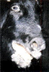 Manejo Sanitario del Hato Caprino - Image 2