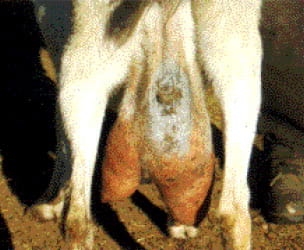 Manejo Sanitario del Hato Caprino - Image 4