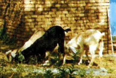 Manejo Sanitario del Hato Caprino - Image 7