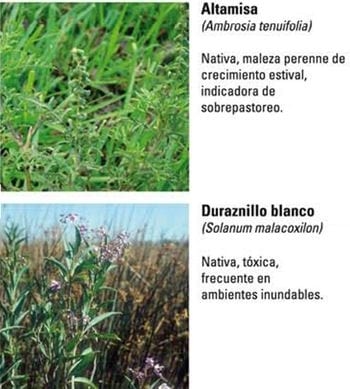 Produccion equina con concepto ambiental - Image 13