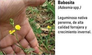Produccion equina con concepto ambiental - Image 1