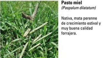 Produccion equina con concepto ambiental - Image 4