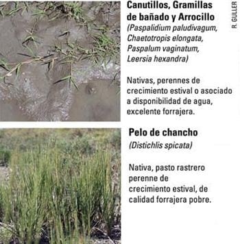 Produccion equina con concepto ambiental - Image 12