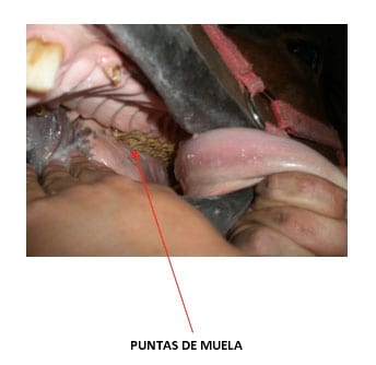 Enfermedades dentales frecuentes en los equinos - Image 2