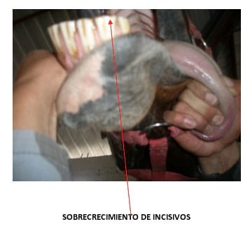 Enfermedades dentales frecuentes en los equinos - Image 4