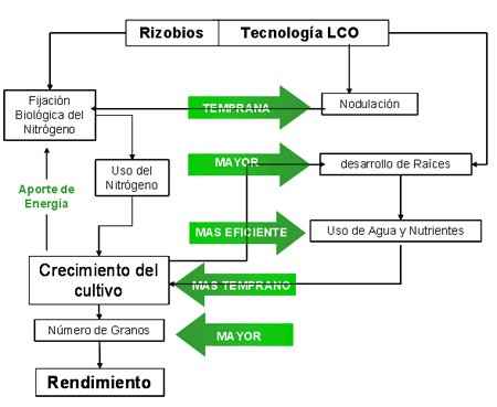 Nuevas tecnologias para el cultivo de soja: El rol de los LCO en el logro de altos rendimientos - Image 16