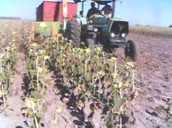 Silo de Girasol enriquecido con Bio-Proteínas, Vitaminas, Enzimas y Minerales. - Image 1