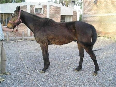 Desmosis del ligamento suspensor del nudo - Image 6