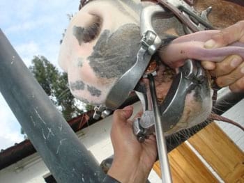 Procedimientos para los Tratamientos Dentales en los Equinos - Image 1