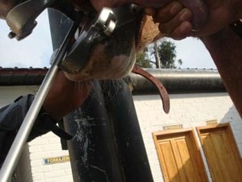 Procedimientos para los Tratamientos Dentales en los Equinos - Image 3