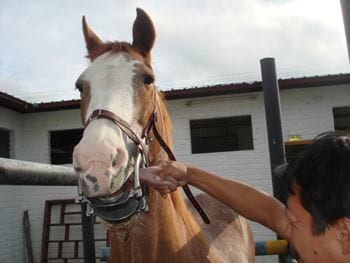 Procedimientos para los Tratamientos Dentales en los Equinos - Image 5