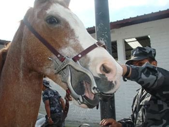 Procedimientos para los Tratamientos Dentales en los Equinos - Image 6