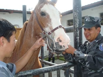 Procedimientos para los Tratamientos Dentales en los Equinos - Image 7