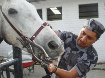 Procedimientos para los Tratamientos Dentales en los Equinos - Image 8