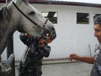 Procedimientos para los Tratamientos Dentales en los Equinos - Image 9