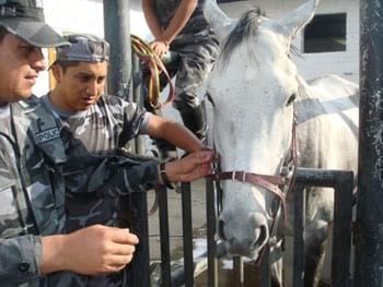 Procedimientos para los Tratamientos Dentales en los Equinos - Image 11