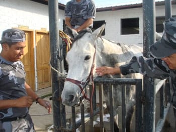 Procedimientos para los Tratamientos Dentales en los Equinos - Image 12