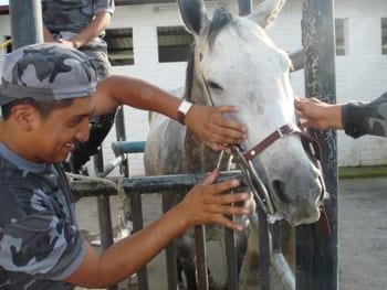 Procedimientos para los Tratamientos Dentales en los Equinos - Image 13