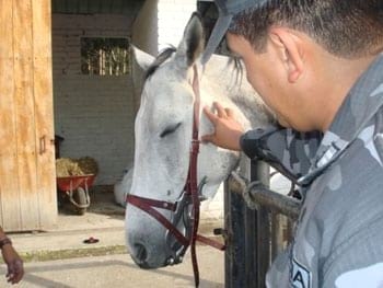 Procedimientos para los Tratamientos Dentales en los Equinos - Image 15