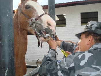 Procedimientos para los Tratamientos Dentales en los Equinos - Image 16