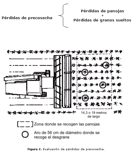 Metodología para Determinar Pérdidas en la Cosecha de Sorgo Granífero - Image 3