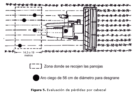 Metodología para Determinar Pérdidas en la Cosecha de Sorgo Granífero - Image 7