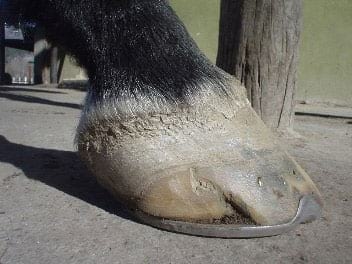 Los cuartos. Dolorosas fisuras en la pared del casco del caballo - Image 10