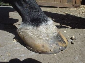Los cuartos. Dolorosas fisuras en la pared del casco del caballo - Image 11