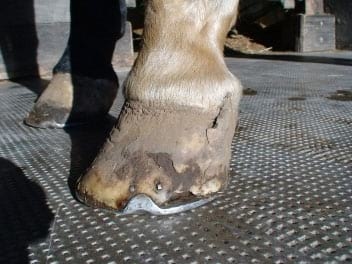 Los cuartos. Dolorosas fisuras en la pared del casco del caballo - Image 12