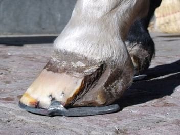 Los cuartos. Dolorosas fisuras en la pared del casco del caballo - Image 15