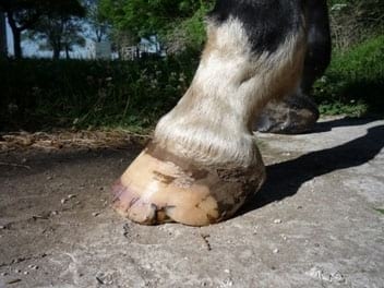 Los cuartos. Dolorosas fisuras en la pared del casco del caballo - Image 16