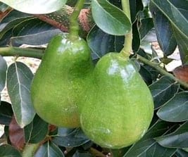El cultivo del aguacate (Palta), razas y variedades - Image 1