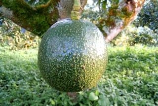El cultivo del aguacate (Palta), razas y variedades - Image 2