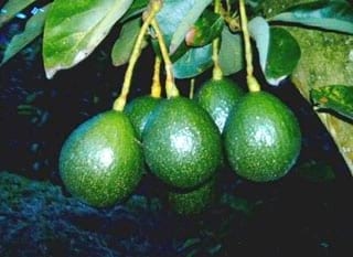 El cultivo del aguacate (Palta), razas y variedades - Image 3