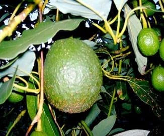 El cultivo del aguacate (Palta), razas y variedades - Image 4