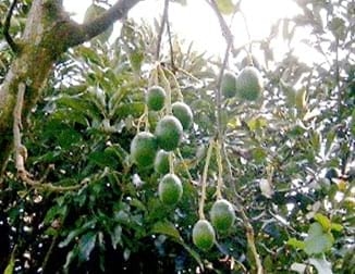 El cultivo del aguacate (Palta), razas y variedades - Image 5