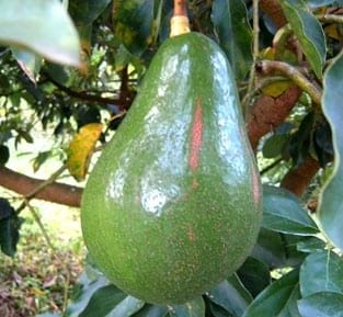 El cultivo del aguacate (Palta), razas y variedades - Image 6