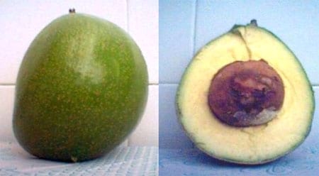 El cultivo del aguacate (Palta), razas y variedades - Image 7
