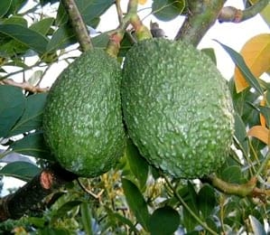 El cultivo del aguacate (Palta), razas y variedades - Image 8