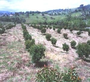 El cultivo del aguacate (Palta), razas y variedades - Image 9