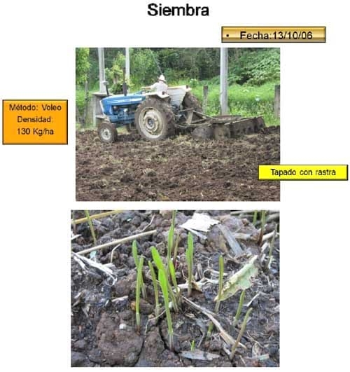 Triticale, una alternativa real de producción forrajera de calidad en el ciclo otoño – invierno - Image 4